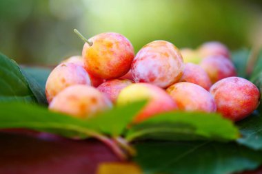 Bir demet taze erik, yeşil yaprakların üzerine lezzetli meyveler konur.