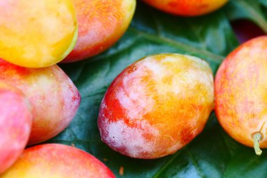 Bir demet taze erik, yeşil yaprakların üzerine lezzetli meyveler konur.