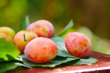 Bir demet taze erik, yeşil yaprakların üzerine lezzetli meyveler konur.