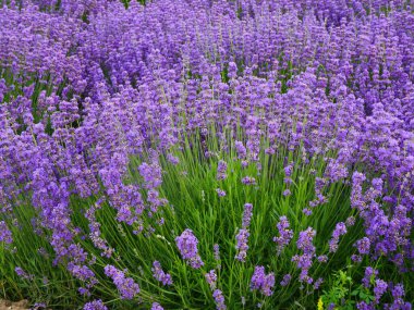 Haziranda lavanta tarlaları, yamaçta açan mor lavanta çiçekleri, romantik pastoral manzara.