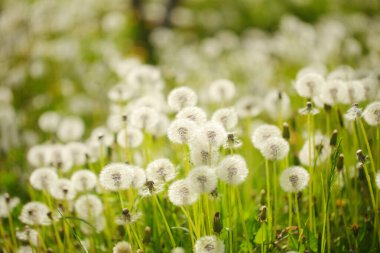 Baharda güzel bir manzara, karahindiba tohumu, yumuşacık üfleme topu.