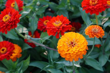 Renkli kasımpatı, çiçek açan bahçe çiçekleri, yakın plan.