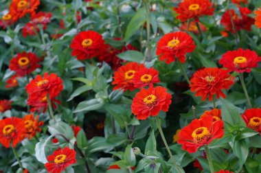 Renkli kasımpatı, çiçek açan bahçe çiçekleri, yakın plan.