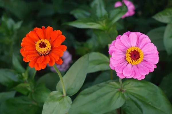 Colorful chrysanthemum, Garden flowers blooming, close-up