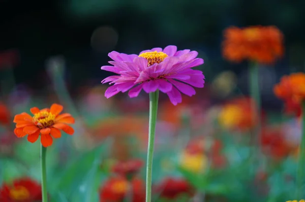 Colorful chrysanthemum, Garden flowers blooming, close-up