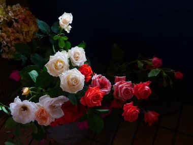 Koyu arkaplanda beyaz gülün detaylı görüntüsü