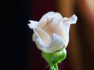 Koyu arkaplanda beyaz gülün detaylı görüntüsü