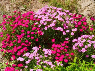 Bahçe manzarası yeşilleniyor, yazın çiçek açıyor.