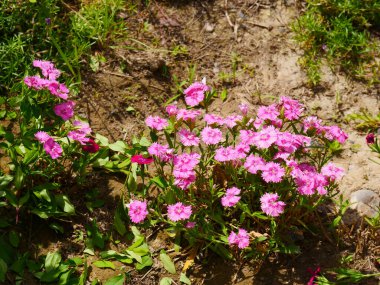 Bahçe manzarası yeşilleniyor, yazın çiçek açıyor.