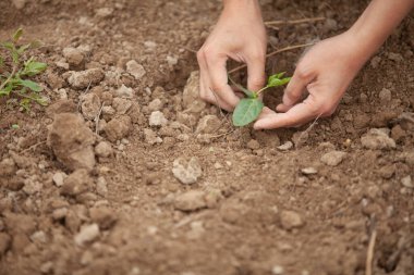 Bitki fideleri, Eller ve toprak teması, tarım ekimi, doğal sağlık, ekme ve büyüme