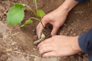 Bitki fideleri, Eller ve toprak teması, tarım ekimi, doğal sağlık, ekme ve büyüme