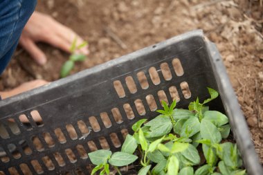 Bitki fideleri, Eller ve toprak teması, tarım ekimi, doğal sağlık, ekme ve büyüme