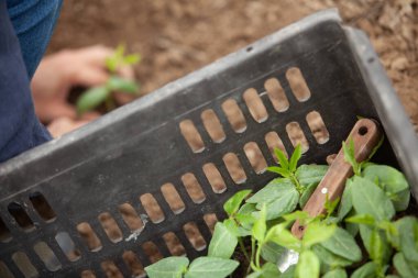 Bitki fideleri, Eller ve toprak teması, tarım ekimi, doğal sağlık, ekme ve büyüme