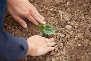 Bitki fideleri, Eller ve toprak teması, tarım ekimi, doğal sağlık, ekme ve büyüme