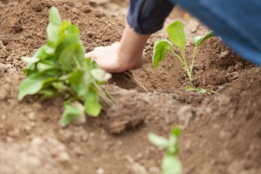 Bitki fideleri, Eller ve toprak teması, tarım ekimi, doğal sağlık, ekme ve büyüme