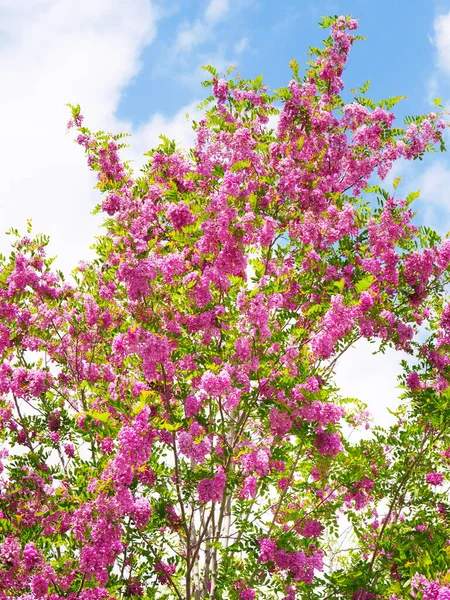 Çekirge Ağacı Baharda Mor Çiçeklerle Açar Akasya Mavi Gökyüzü Beyaz — Stok fotoğraf