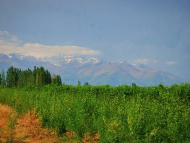 Tarım ağacı dikme, şeftali bahçesi.