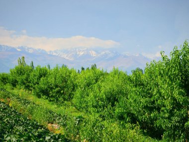 Tarım ağacı dikme, şeftali bahçesi.