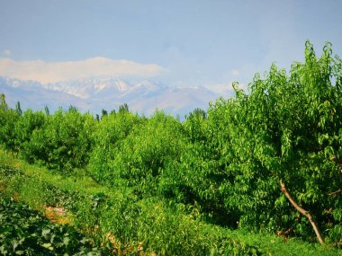 Tarım ağacı dikme, şeftali bahçesi.