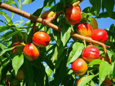 Meyve ağaçlarından yetişen taze nektarinler.