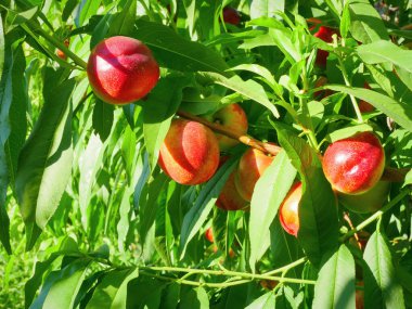 Fresh nectarines growing from fruit trees clipart