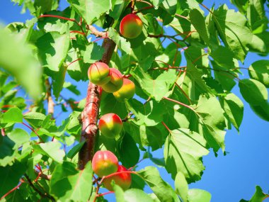 Meyve ağaçlarından yetişen taze nektarinler.