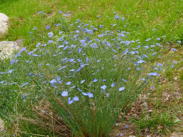 Linum Perenne Flax Blue Flower Beautiful — Stock Photo, Image