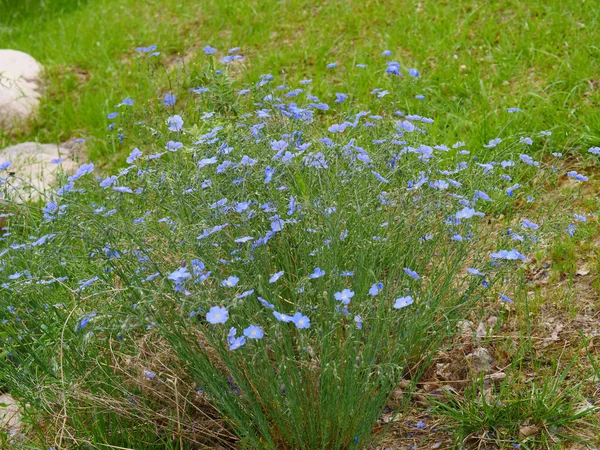 Linum Perenne Linblå Blomma Vacker — Stockfoto