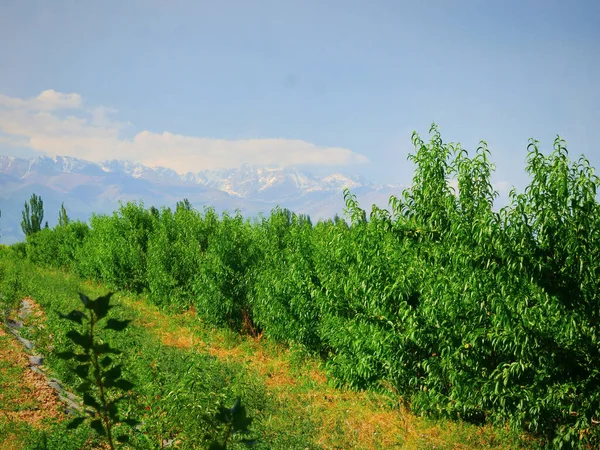 Φυτείες Οπωροφόρων Δένδρων Οπωρώνας — Φωτογραφία Αρχείου