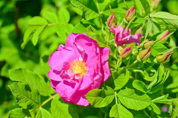 Damaskus Rose Stor Areal Plantage Ros Blomma Närbild Rosa Rosenblad — Stockfoto