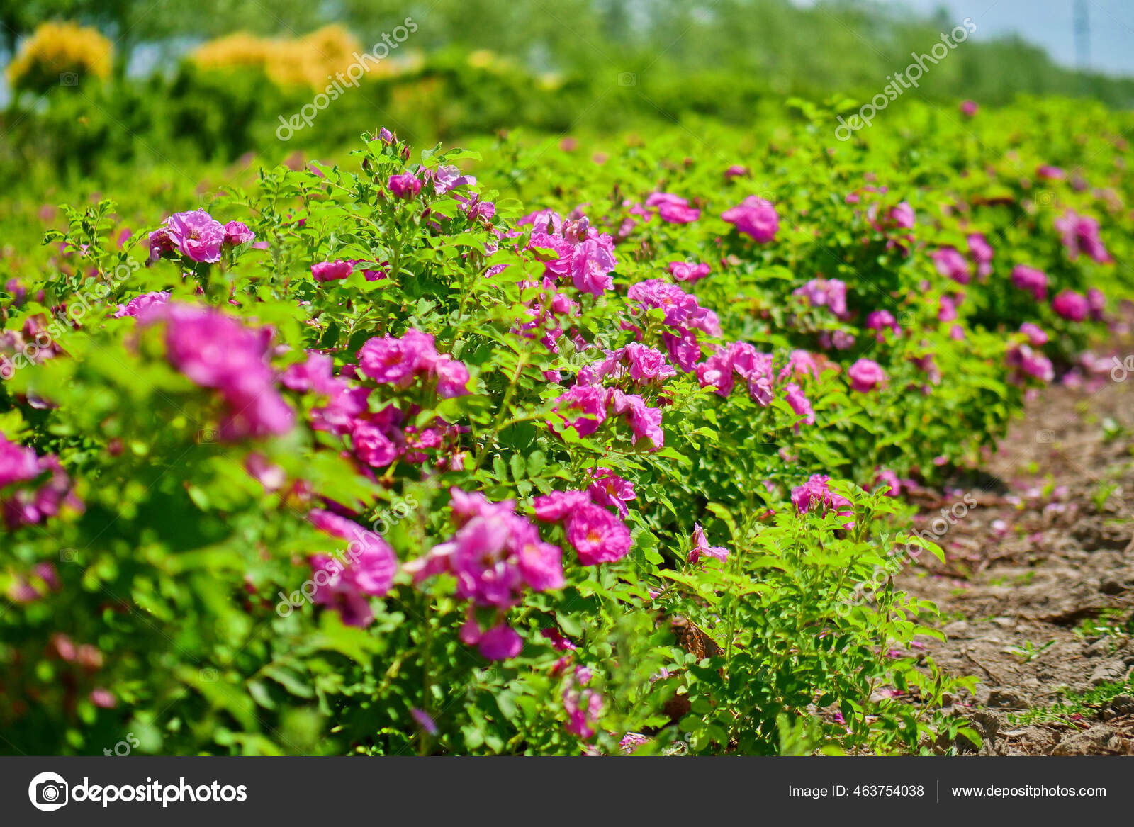 Damascus Rose Plantation Perfume Rose Pink Rose Petal Closeup Large Stock Photo by ©jiangtu