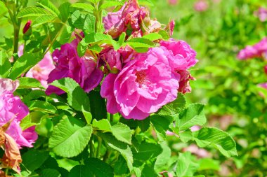 Damascus Gül Çiftliği, Parfüm Gülü, Pembe Gül, Yaprak Kaplama, Geniş Çiçek Alanı