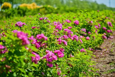 Damascus Gül Çiftliği, Parfüm Gülü, Pembe Gül, Yaprak Kaplama, Geniş Çiçek Alanı