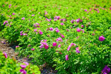 Damascus Gül Çiftliği, Parfüm Gülü, Pembe Gül, Yaprak Kaplama, Geniş Çiçek Alanı