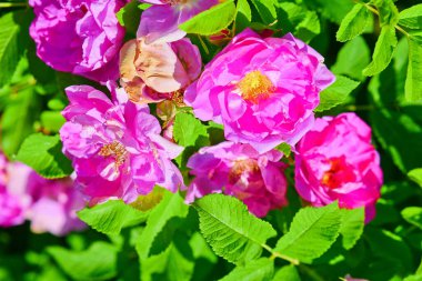 Damascus Gül Çiftliği, Parfüm Gülü, Pembe Gül, Yaprak Kaplama, Geniş Çiçek Alanı