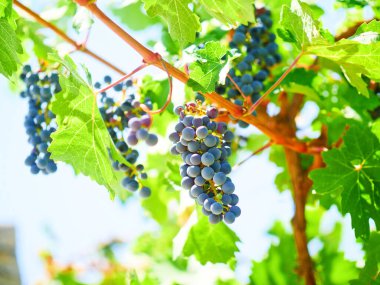 Şarap üzümü, Cabernet Sauvignon üzümü