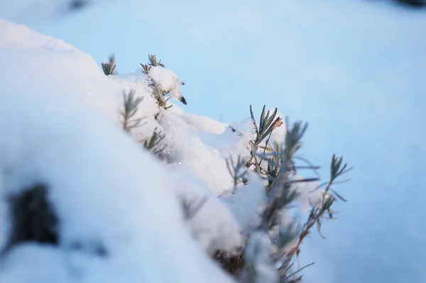 Lavender Covered Snow Rosemary Severe Cold Plant — Stock Photo, Image