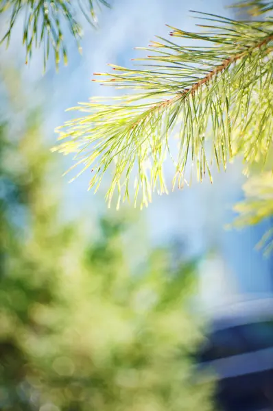 Barrträd Unga Gröna Blad Närbild — Stockfoto