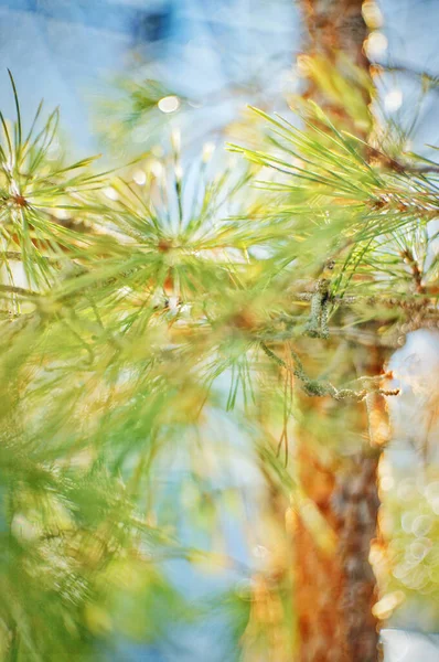 Pino Coníferas Primavera Hojas Verdes Jóvenes Primer Plano — Foto de Stock