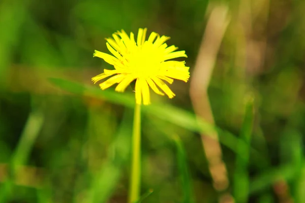 Gyermekláncfű Kis Sárga Virágok Vadonban Tavasszal — Stock Fotó