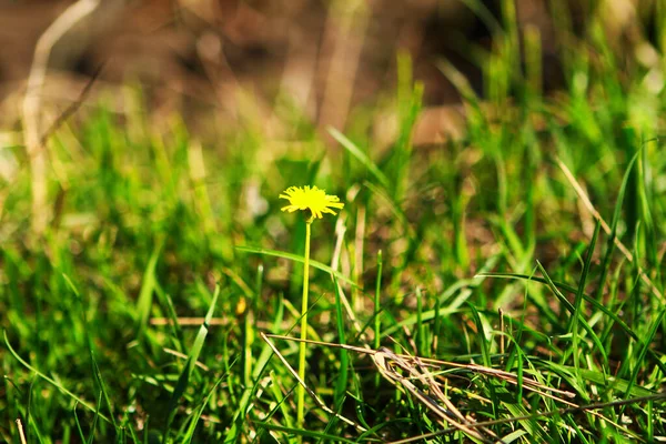 Diente León Pequeñas Flores Amarillas Naturaleza Primavera — Foto de Stock