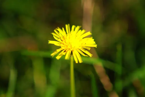 Gyermekláncfű Kis Sárga Virágok Vadonban Tavasszal — Stock Fotó