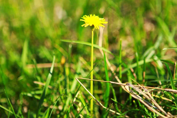 Diente León Pequeñas Flores Amarillas Naturaleza Primavera — Foto de Stock