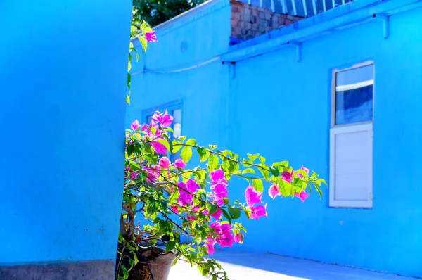 Blue Walls Moroccan Cities Clean Flowers Street — Stock Photo, Image