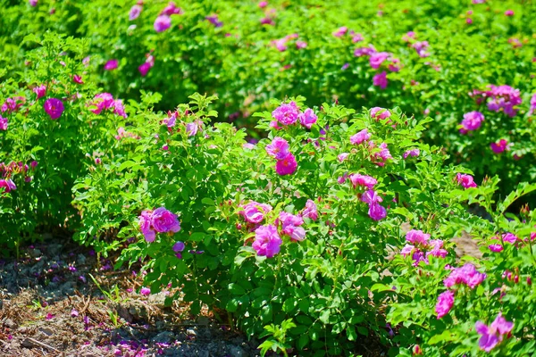 Damascus Rose Plantation, Perfume rose, pink rose, petal closeup, large area of flowers bloomin