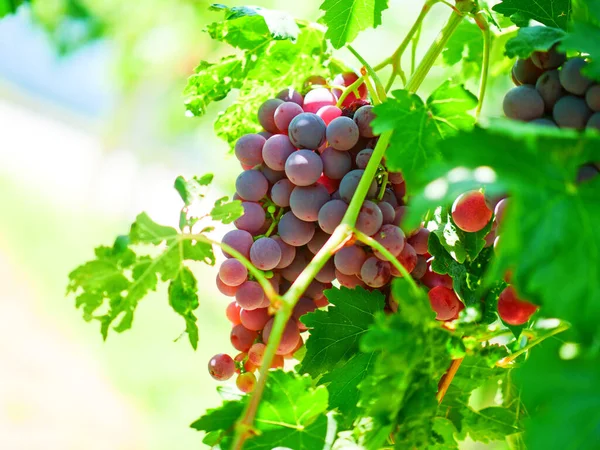 Winogrona Produkcji Wina Winogrona Cabernet Sauvignon — Zdjęcie stockowe