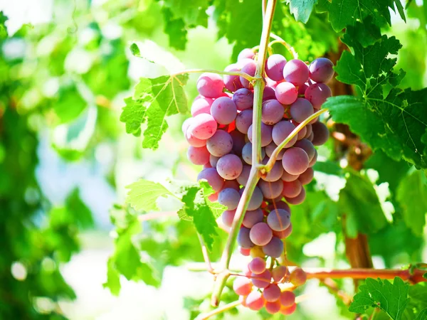 Winogrona Produkcji Wina Winogrona Cabernet Sauvignon — Zdjęcie stockowe