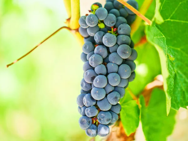 Raisins Vin Cabernet Sauvignon — Photo