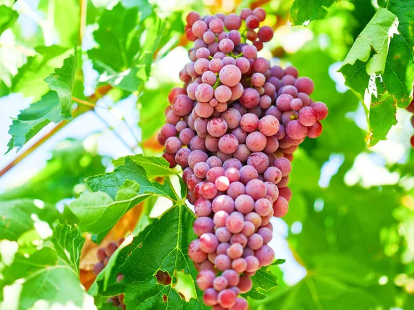 Şarap Üzümü Cabernet Sauvignon Üzümü — Stok fotoğraf