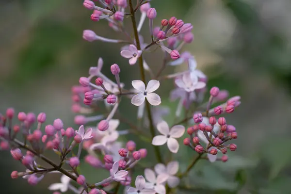 紫色のライラックの花 スパイス植物ブッシュの花の茂み 花芽のクローズアップ — ストック写真